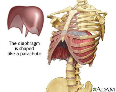 Il diaframma e il suo posizionamento nel corpo